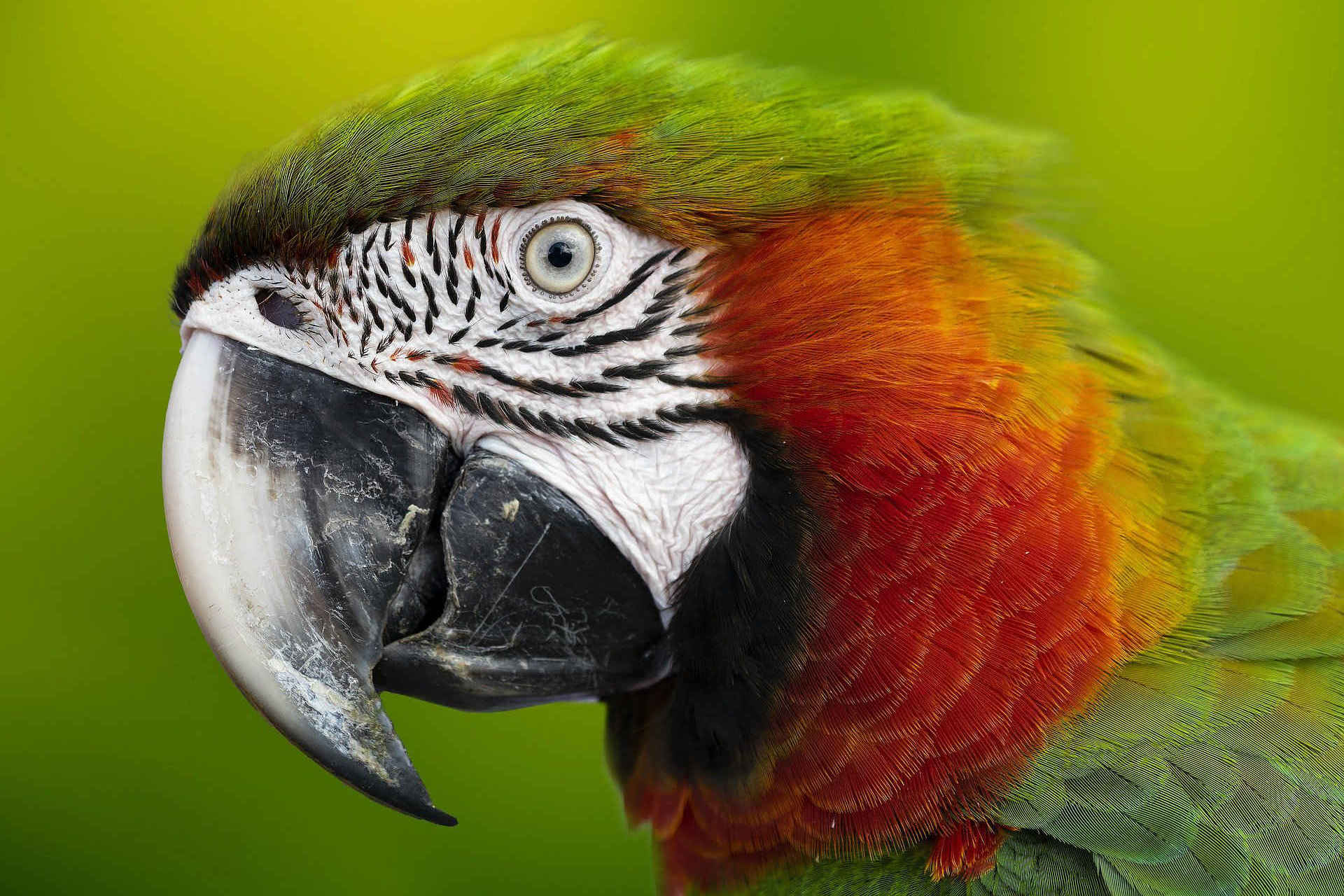 Macaw